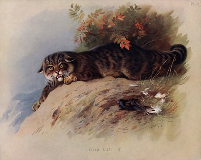 ワイルドキャット 作： Archibald Thorburn